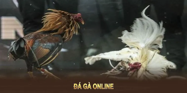 Bí Quyết Chinh Phục Đá Gà Sabong Tại 68Win: Hướng Dẫn Từ A-Z 2 Bí Quyết Chinh Phục Đá Gà Sabong Tại 68Win: Hướng Dẫn Từ A-Z
